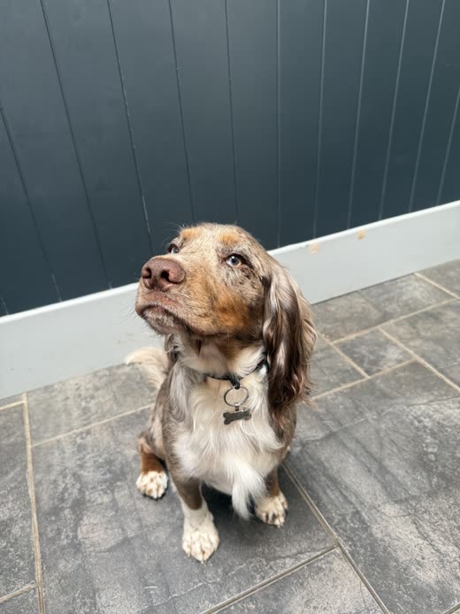 A long-haired dachshund with a dappled brown and cream coat sitting on a patio, groomed coat catching the light