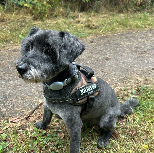 Close crop on the terrier cross's wiry face and ears, head turned to one side (crop excludes the burned-in words)